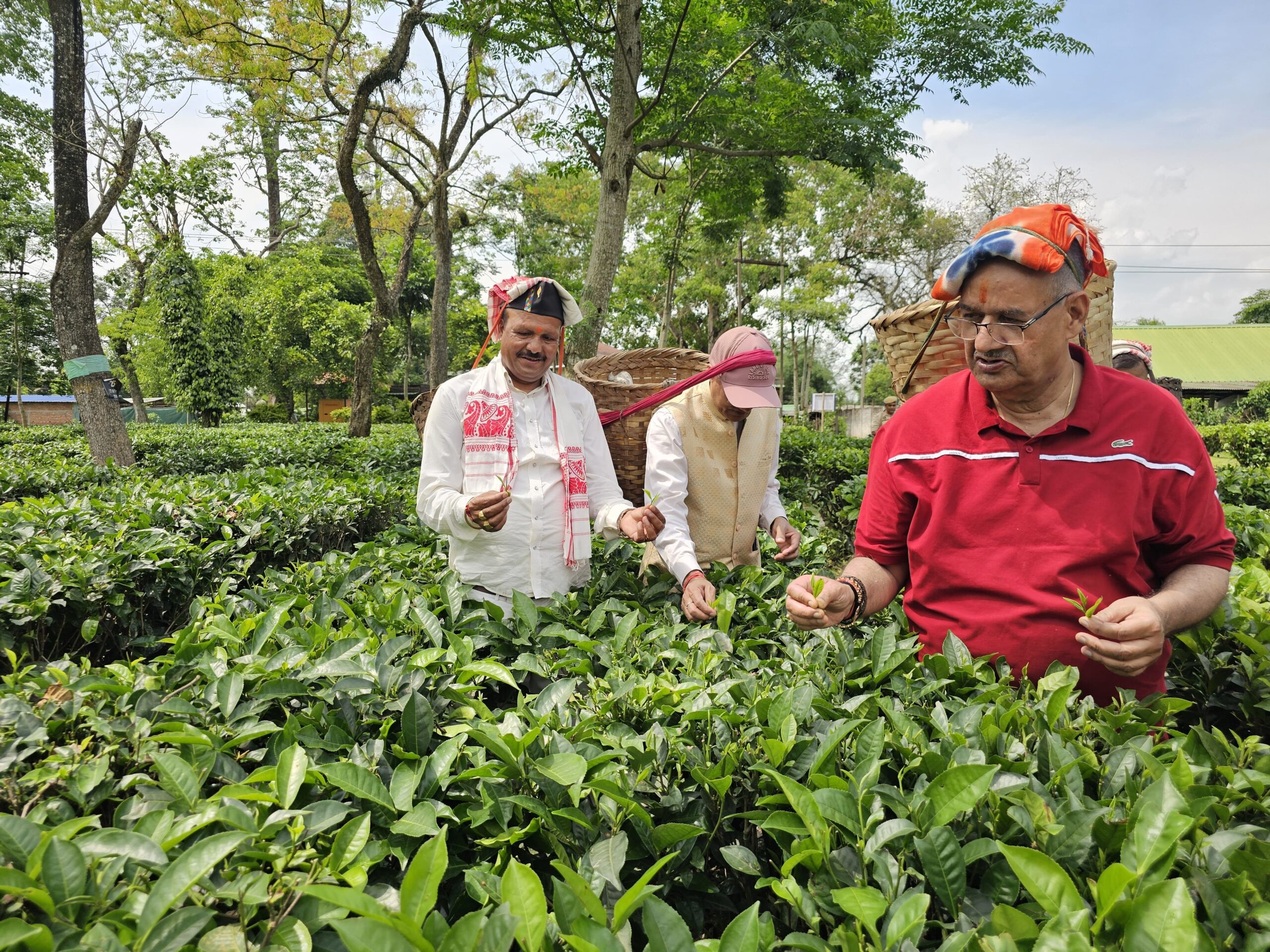 मंत्री गणेश जोशी चाय बागान में महिला श्रमिकों के साथ चाय की पत्तियां एकत्रित करते हुए