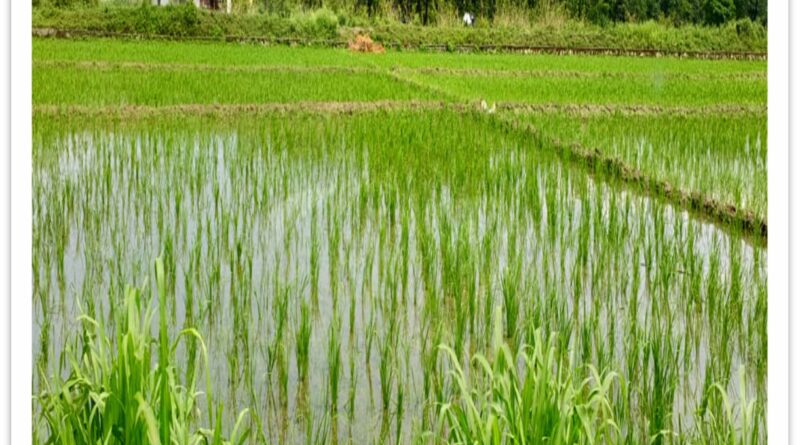 हाइब्रिड धान बीजों ने बदली किसानों की तस्वीर