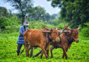 प्रधानमंत्री कृषि सिंचाई योजना-2.0 के प्रभावी क्रियान्वयन हेतु केंद्र सरकार का उत्तराखण्ड को विशेष सहयोग