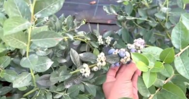 ब्लूबेरी फार्मिंग को बनाया जाएगा सफल मॉडल, किसानों के साथ खड़ा रहेगा प्रशासन-डीएम