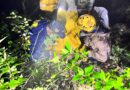 भवाली-रामगढ़ मार्ग पर खाई में गिरी कार से दंपति का एसडीआरएफ ने किया सफल रेस्क्यू