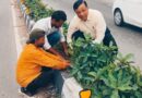 हरित दून का महाअभियान, एक लाख पौधों से एमडीडीए बदलेगा देहरादून की तस्वीर